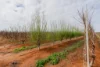 13 Namoi Street, Renmark North, SA 5341-Image