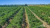 130 Channel Road, Walkamin, Qld 4872-Image