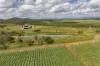 14 Magees Road, Bloomsbury, Qld 4799-Image