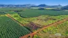 1597 Chewko Road, Walkamin, Qld 4872-Image
