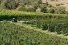 161 John Lees Drive, Dilston, Tas 7252-Image