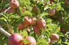 161 John Lees Drive, Dilston, Tas 7252-Image