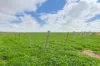 190 Delite Way, Red Cliffs, Vic 3496-Image