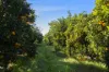 201 Bookine Road, Neergabby, WA 6503-Image