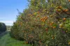201 Bookine Road, Neergabby, WA 6503-Image