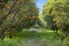 201 Bookine Road, Neergabby, WA 6503-Image
