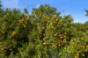 201 Bookine Road, Neergabby, WA 6503-Image