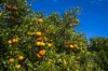 201 Bookine Road, Neergabby, WA 6503-Image