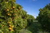 201 Bookine Road, Neergabby, WA 6503-Image