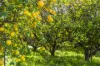 201 Dooling Road, Neergabby, WA 6503-Image