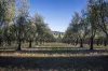 25 Mossy Rock Lane, Monivae, NSW 2850-Image