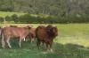 287A Marys Creek Road, Marys Creek, Qld 4570-Image