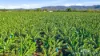 292 Channel Road, Walkamin, Qld 4872-Image