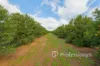 382 Reserve Road West, Coomealla, NSW 2717-Image