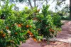 382 Reserve Road West, Coomealla, NSW 2717-Image