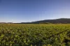 429 Mount Sylvia Road, Upper Tenthill, Qld 4343-Image