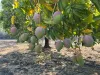 440 Chewko Road, Mareeba QLD 4880-Image
