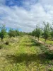 440 Chewko Road, Mareeba QLD 4880-Image