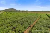 440 Chewko Road, Mareeba QLD 4880-Image