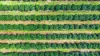 46 Hughes Road, Upper Barron, Qld 4883-Image