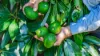46 Hughes Road, Upper Barron, Qld 4883-Image
