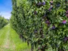 5160 Barmah-Shepparton Road, Bunbartha VIC 3634-Image