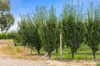 5160 Barmah-Shepparton Road, Bunbartha VIC 3634-Image