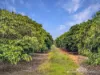 526 Mareeba-Dimbulah Road, Mareeba, Qld 4880-Image