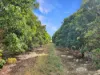 526 Mareeba-Dimbulah Road, Mareeba, Qld 4880-Image