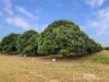 526 Mareeba-Dimbulah Road, Mareeba, Qld 4880-Image