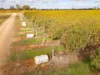 595 Channel Road, Shepparton VIC 3630-Image