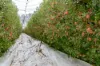 595 Channel Road, Shepparton VIC 3630-Image