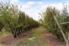 595 Channel Road, Shepparton VIC 3630-Image