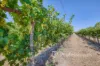 630 Coorong Avenue, Red Cliffs, Vic 3496-Image