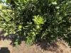 71 Bonomi Road, Willbriggie, NSW 2680-Image