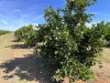 71 Bonomi Road, Willbriggie, NSW 2680-Image