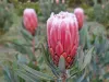 71 Yundi Road, Mount Compass, SA 5210-Image