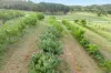 71 Yundi Road, Mount Compass, SA 5210-Image