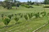 71 Yundi Road, Mount Compass, SA 5210-Image