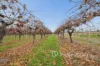 77 Milne Bay Road, Robinvale, Vic 3549