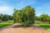 82 Murdoch Road, Kooba NSW 2680-Image