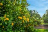 82 Murdoch Road, Kooba NSW 2680-Image
