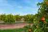 82 Murdoch Road, Kooba NSW 2680-Image