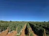 945 North River Road, North Plantations, WA 6701-Image