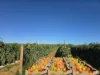 945 North River Road, North Plantations, WA 6701-Image