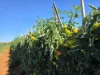 945 North River Road, North Plantations, WA 6701-Image