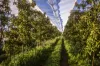 98 Mill Road, Batlow, NSW 2730-Image
