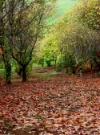 Address available on request, Carlotta, WA 6275-Image