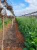 Bookpurnong Road, Loxton, SA 5333-Image