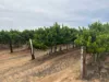 Lot 22 Brand Road, Cobdogla SA 5346-Image
